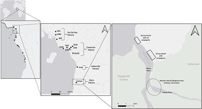 Genotypes of Rhizophora Propagules From a Non-mangrove Beach Provide Evidence of Recent Long-Distance Dispersal